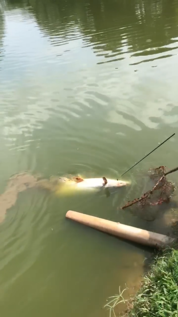 Pancing patah penangan Mekong Gergasi.